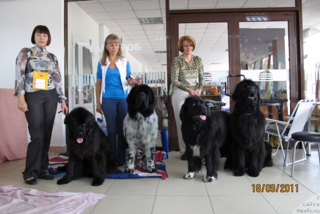 Фото: ньюфаундленд Ih Visochestvo Gloria Airis (Их Высочество Глория Айрис), ньюфаундленд Plyushevaya Panda Stil'-Sankt-Peterburga (Плюшевая Панда Стиль-Санкт-Петербурга), ньюфаундленд Teres Vialiki Miadvedz, ньюфаундленд Zolotoy Talisman Kara Deniz (Золотой Талисман Кара Дениз)