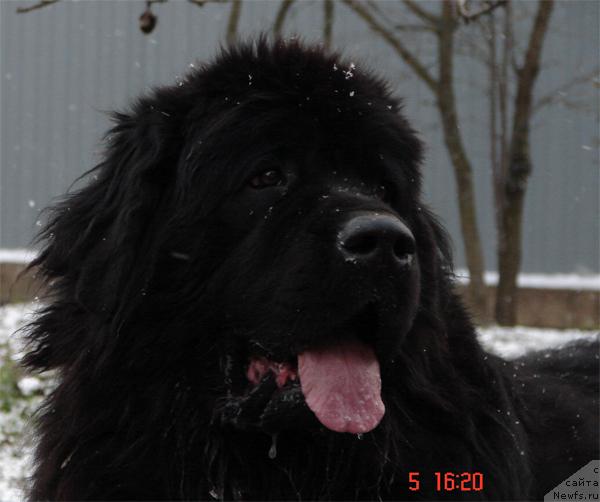 Фото: ньюфаундленд N'yu Speys Plyeyt Ryembo (Нью Спейс Плэйт Рэмбо)