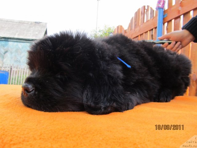 Фото: ньюфаундленд Koketka ot CHannel iz Medvej'ego YAra (Кокетка от Чаннел из Медвежьего Яра), ньюфаундленд Avgustin Permskiy Medved' (Августин Пермский Медведь)