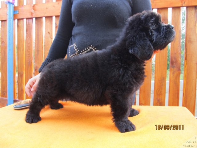 Фото: ньюфаундленд Koketka ot CHannel iz Medvej'ego YAra (Кокетка от Чаннел из Медвежьего Яра), ньюфаундленд Avgustin Permskiy Medved' (Августин Пермский Медведь)