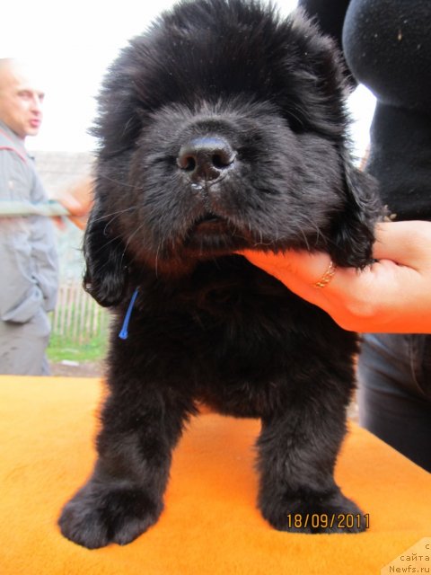 Фото: ньюфаундленд Koketka ot CHannel iz Medvej'ego YAra (Кокетка от Чаннел из Медвежьего Яра), ньюфаундленд Avgustin Permskiy Medved' (Августин Пермский Медведь)