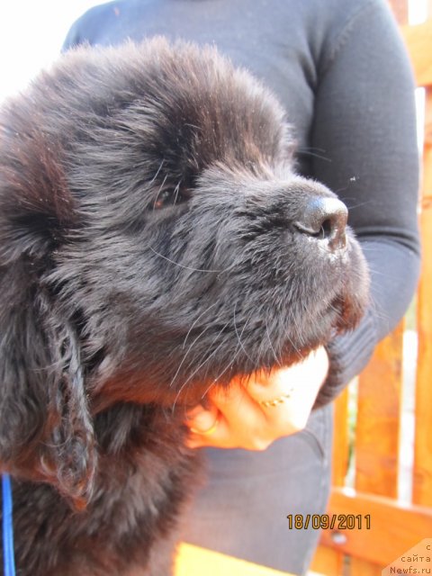 Фото: ньюфаундленд Koketka ot CHannel iz Medvej'ego YAra (Кокетка от Чаннел из Медвежьего Яра), ньюфаундленд Avgustin Permskiy Medved' (Августин Пермский Медведь)