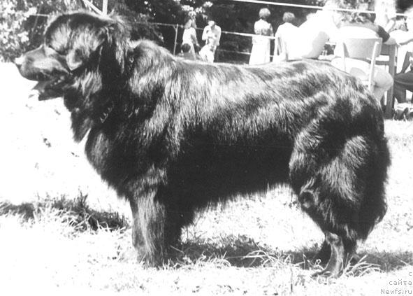 Фото: ньюфаундленд Gerber Seyko (Гербер Сейко)