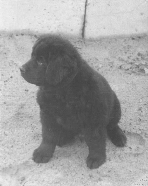 Фото: ньюфаундленд Essen Ceri (Эссен Чери)