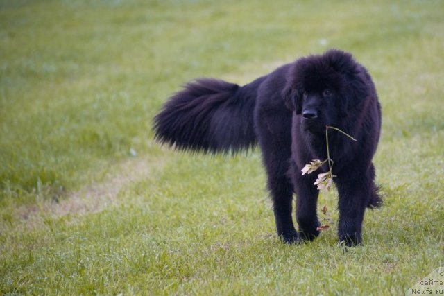 Фото: ньюфаундленд Smigar Go tu bi ze Fest (Смигар Го ту би зе Фест)
