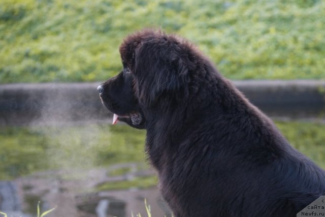 Фотография № 77515