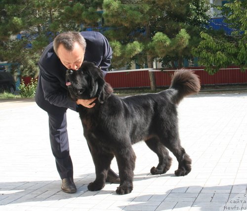 Фото: ньюфаундленд Beguschaya po Volnam Hasta la Vista (Бегущая по Волнам Хаста ла Виста)