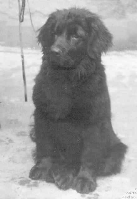 Фото: ньюфаундленд Vensen Holdjers (Венсен Холджерс)