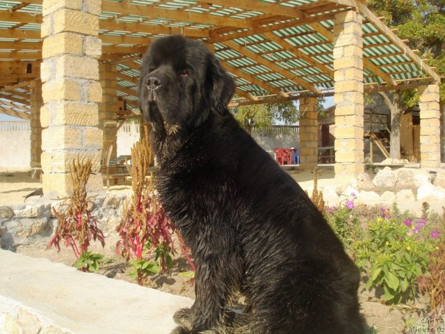 Фото: ньюфаундленд Beguschaya po Volnam Hasta la Vista (Бегущая по Волнам Хаста ла Виста)