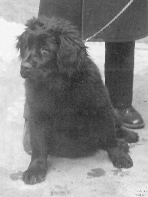 Фото: ньюфаундленд Vensen Heppiya (Венсен Хеппия)