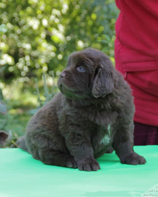 Фото: ньюфаундленд Fantasticheskaya Feya s Berega Dona (Фантастическая Фея с Берега Дона)