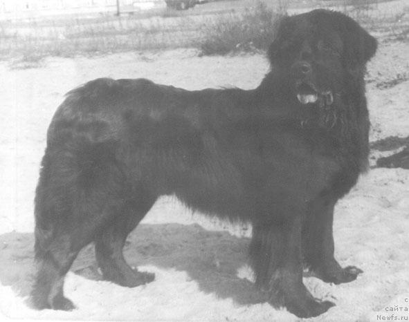 Фото: ньюфаундленд Sendiy (Сендий)