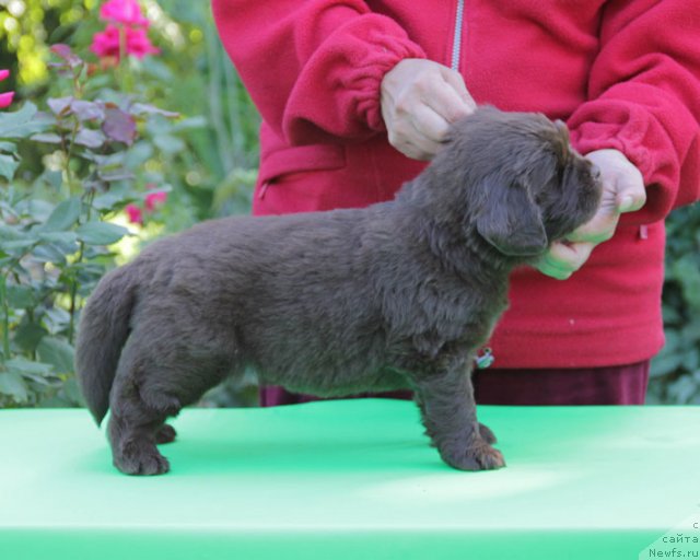 Фото: ньюфаундленд Fartovaya Fishka s Berega Dona (Фартовая Фишка с Берега Дона)