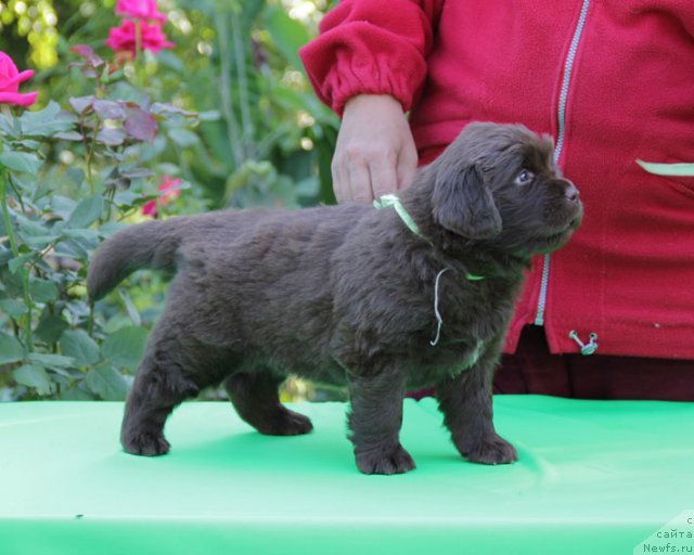 Фото: ньюфаундленд Fartovaya Fishka s Berega Dona (Фартовая Фишка с Берега Дона)