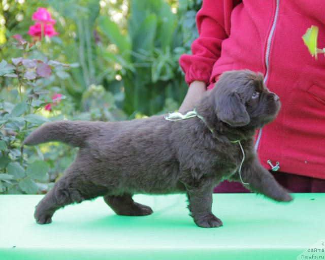 Фото: ньюфаундленд Fartovaya Fishka s Berega Dona (Фартовая Фишка с Берега Дона)