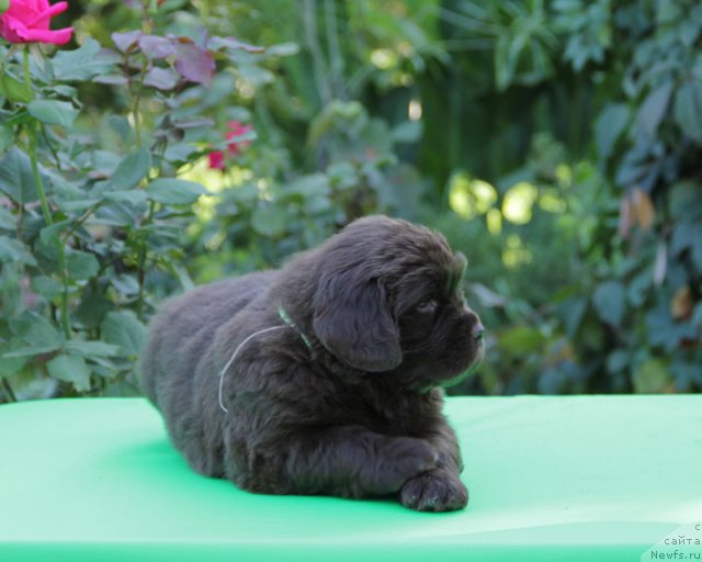Фото: ньюфаундленд Fartovaya Fishka s Berega Dona (Фартовая Фишка с Берега Дона)