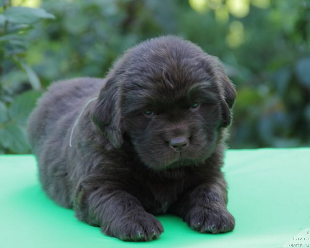 Фото: ньюфаундленд Fartovaya Fishka s Berega Dona (Фартовая Фишка с Берега Дона)