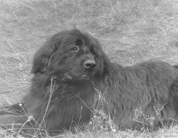 Фото: ньюфаундленд Urro (Урро)