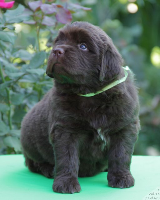 Фото: ньюфаундленд Fartovaya Fishka s Berega Dona (Фартовая Фишка с Берега Дона)