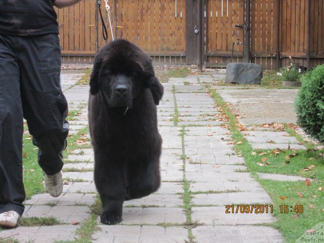 Фото: ньюфаундленд Very Fairweathers X'Got The Rhythm