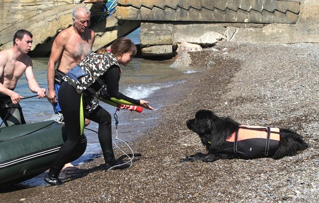 Фото: ньюфаундленд Osoba Statnaya iz Medvej'ego YAra (Особа Статная из Медвежьего Яра)