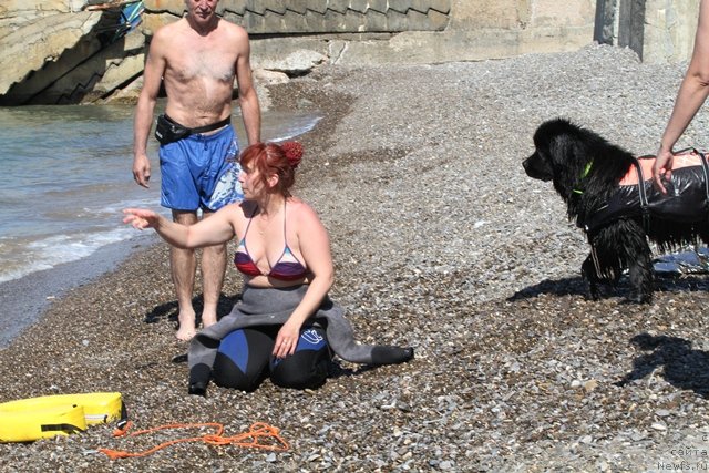 Фото: ньюфаундленд Osoba Statnaya iz Medvej'ego YAra (Особа Статная из Медвежьего Яра)