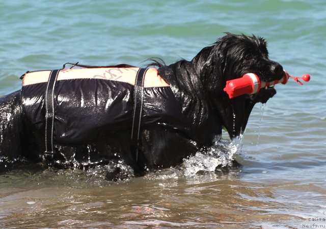 Фото: ньюфаундленд Osoba Statnaya iz Medvej'ego YAra (Особа Статная из Медвежьего Яра)