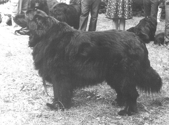Фото: ньюфаундленд Floser Madonna (Флосер Мадонна)