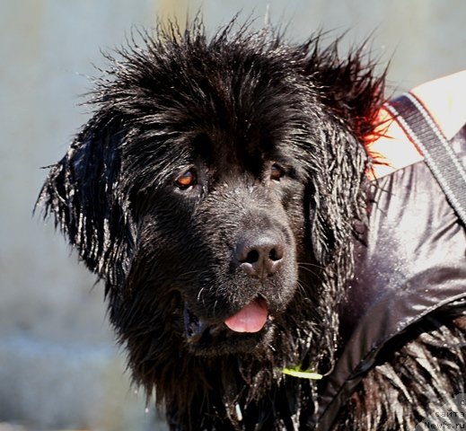 Фото: ньюфаундленд Osoba Statnaya iz Medvej'ego YAra (Особа Статная из Медвежьего Яра)