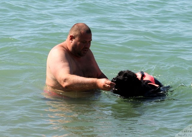 Фото: ньюфаундленд Osoba Statnaya iz Medvej'ego YAra (Особа Статная из Медвежьего Яра), YUriy Malev (Юрий Малев)