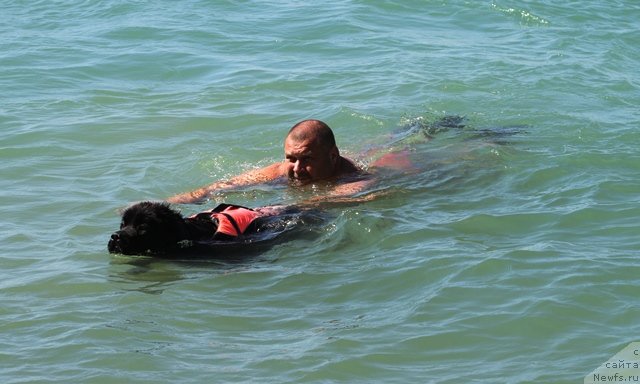 Фото: [p1443] и, ньюфаундленд Osoba Statnaya iz Medvej'ego YAra (Особа Статная из Медвежьего Яра)