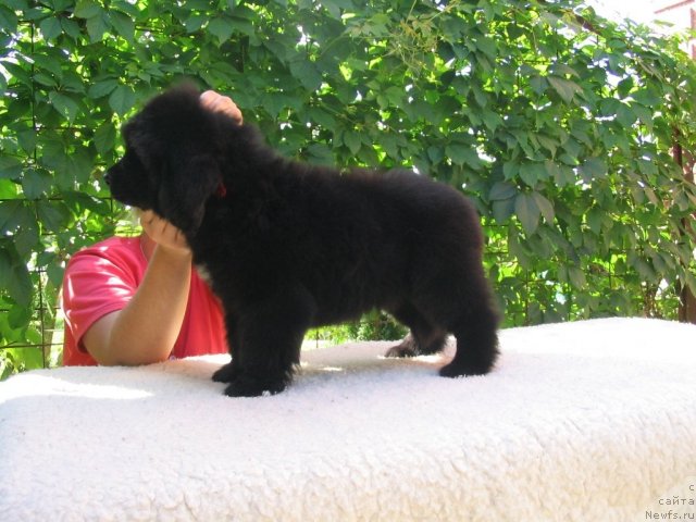 Фото: Щенки п-ка 