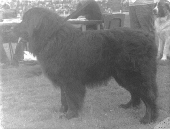 Фото: ньюфаундленд Kardinal (Кардинал)