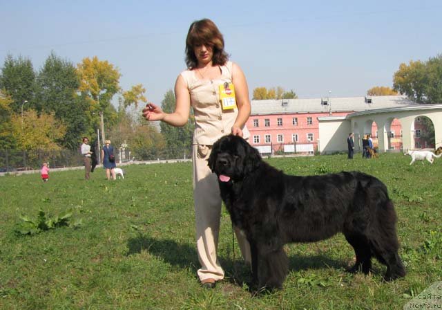 Фото: ньюфаундленд Transatlantika Nuo Ozo Kalvu