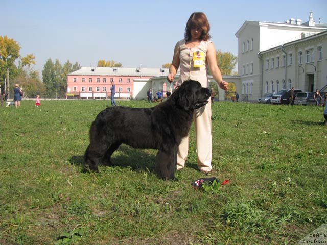 Фото: ньюфаундленд Transatlantika Nuo Ozo Kalvu