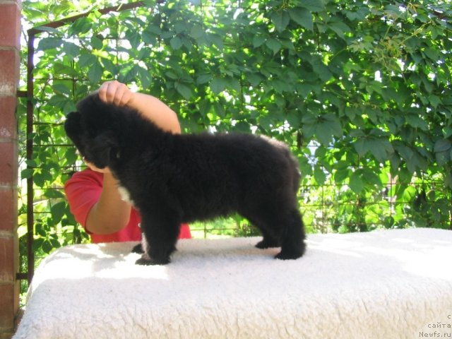 Фото: Щенки п-ка 