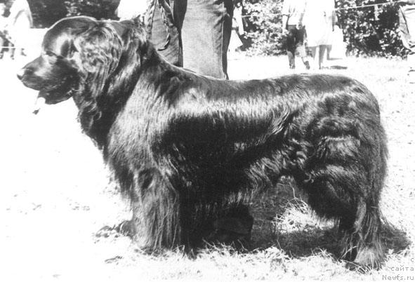 Фото: ньюфаундленд Vikont (Виконт)