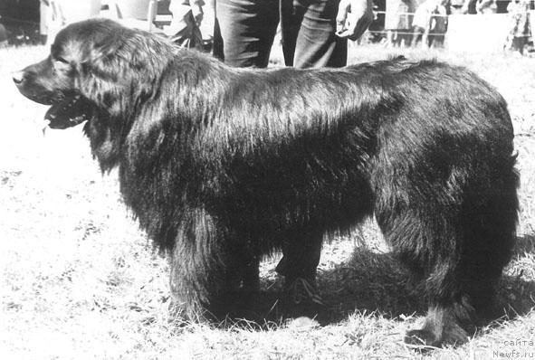 Фото: ньюфаундленд Vikoni Kanzas (Викони Канзас)