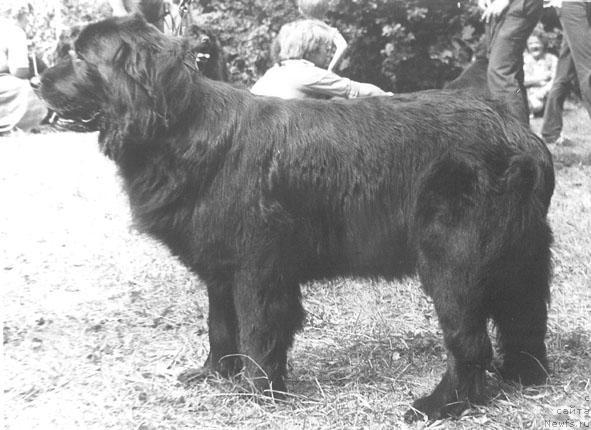 Фото: ньюфаундленд Horsan Brenta (Хорсан Брента)