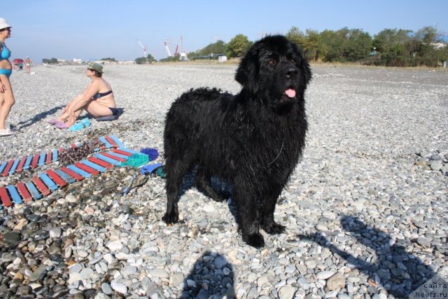 Фото: ньюфаундленд Gloriya Grand Blek (Глория Гранд Блек)