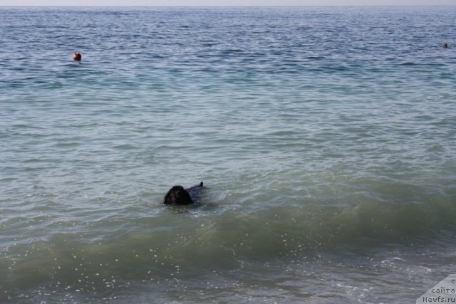 Фото: ньюфаундленд Gloriya Grand Blek (Глория Гранд Блек)