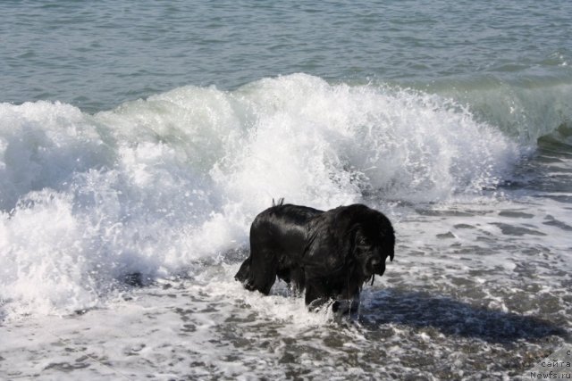 Фото: ньюфаундленд Gloriya Grand Blek (Глория Гранд Блек)