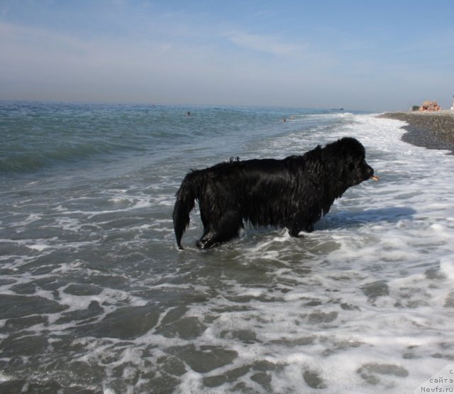 Фото: ньюфаундленд Gloriya Grand Blek (Глория Гранд Блек)