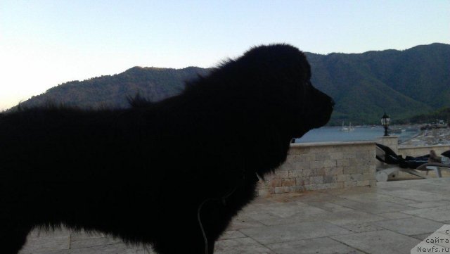 Фото: ньюфаундленд YU-Piter from Piter (Ю-Питер фром Питер)