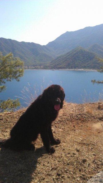 Фото: ньюфаундленд YU-Piter from Piter (Ю-Питер фром Питер)