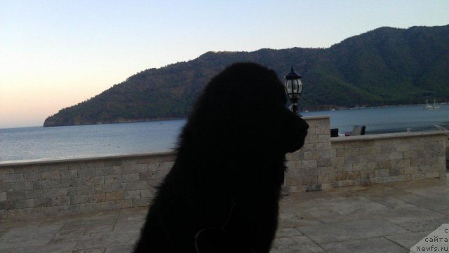 Фото: ньюфаундленд YU-Piter from Piter (Ю-Питер фром Питер)