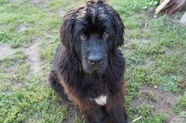 Фото: ньюфаундленд Olivriko Avatar (Оливрико Аватар)