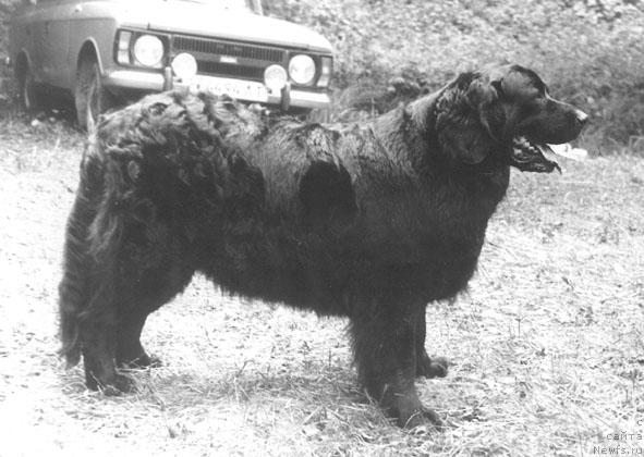 Фото: ньюфаундленд YErkyet Cebiya (Эркэт Цебия)