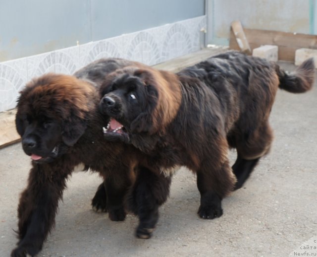 Фото: ньюфаундленд Olivriko Avatar (Оливрико Аватар), ньюфаундленд Olivriko Avrora (Оливрико Аврора)