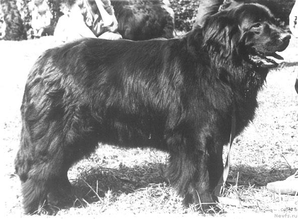 Фото: ньюфаундленд Amavi YEmerita (Амави Эмерита)